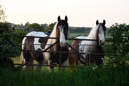 The image is a landscape photograph capturing two curious horses standing behind a metal gate, set against the backdrop of lush green fields and overgrown vegetation in the Peak District. Taken in the evening during spring, the soft, fading daylight highlights the distinctive markings on the horses and illuminates the surrounding nature, including wild grasses and blossoming bushes. With elements of animals and nature prominently featured, the photograph showcases the tranquil rural charm of the Peak District, a well-known area renowned for its scenic beauty.